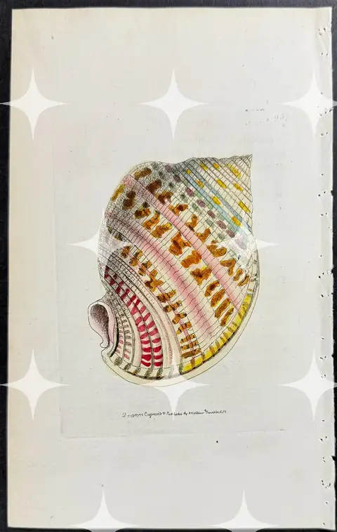 Hand-Coloured Shell Plate