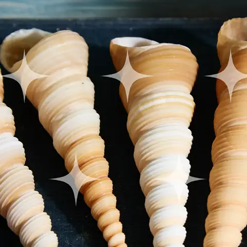 Turret Shells, Close