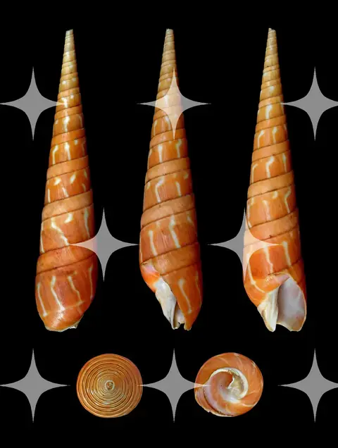 Turret Shells and Sections